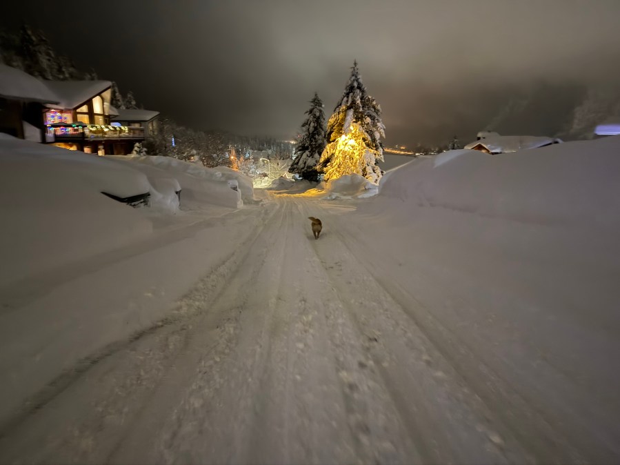 Ivy running down the hill in the snow
